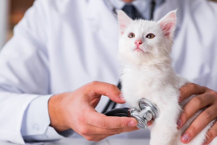 Katze wird bei einem Check-up von einem Tierarzt untersucht