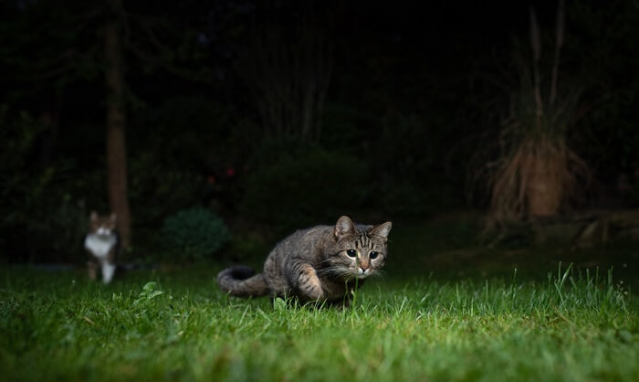 Katze springt ins Gras