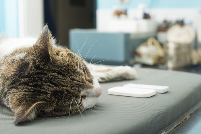 Ein Bild, das einen Tierarzt zeigt, der bei einer Katze einen Bluttest durchführt.