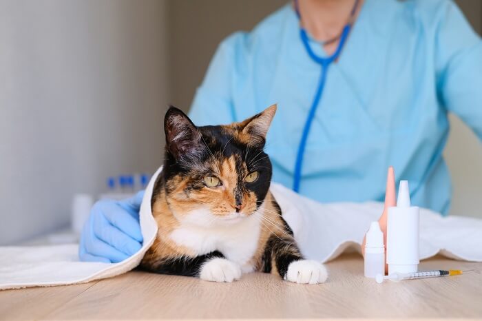 Ein Bild, das eine Katze bei einer gründlichen Untersuchung zeigt und die verantwortungsvolle Pflege des Haustiers und regelmäßige Tierarztbesuche hervorhebt.