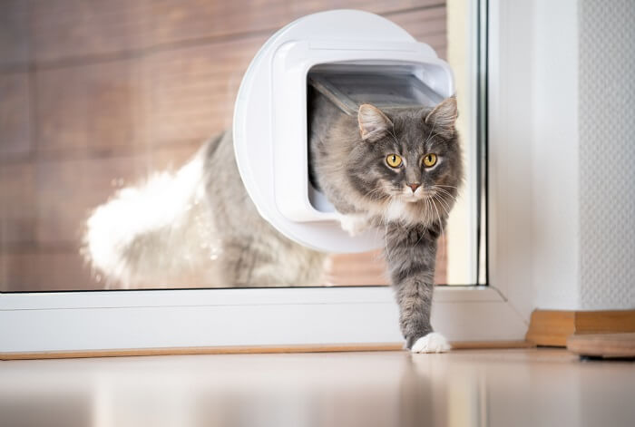 Katze benutzt eine Katzenklappe