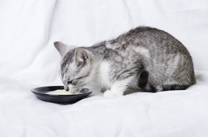 Ein illustratives Bild, das eine Katze mit einer Schüssel Milch zeigt.