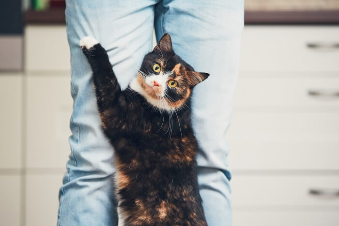 Katze steht auf und hält sich an einem Menschen fest