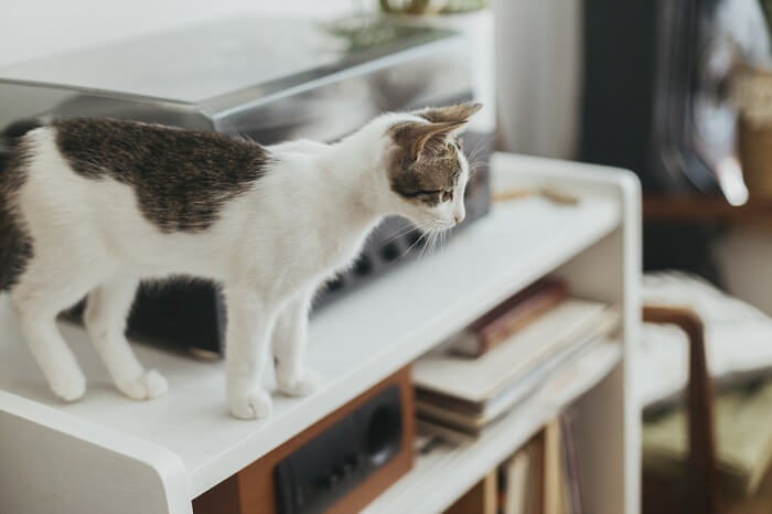 Katze steht auf einem Schreibtisch