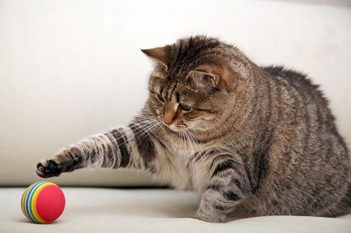 Das Bild zeigt eine Katze beim Spielen, die in einem Moment aktiver Beteiligung Agilität und Enthusiasmus zeigt.