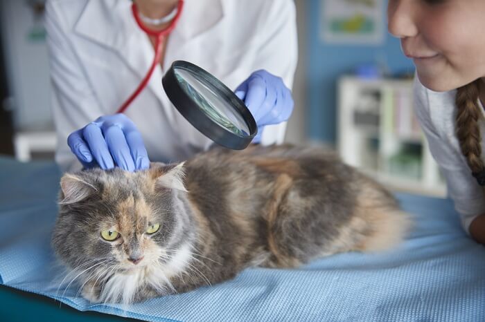 Katze lässt ihre Haut vom Tierarzt untersuchen