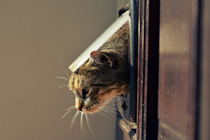 Tipps und Tricks, um Ihrer Katze beizubringen, die Haustierklappe zu benutzen