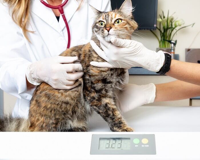 Katze wird in der Tierklinik auf einer digitalen Waage gewogen