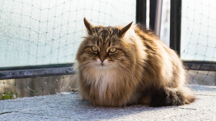 Flauschige Sibirische Katze mit dem für die Rasse typischen luxuriösen Fell