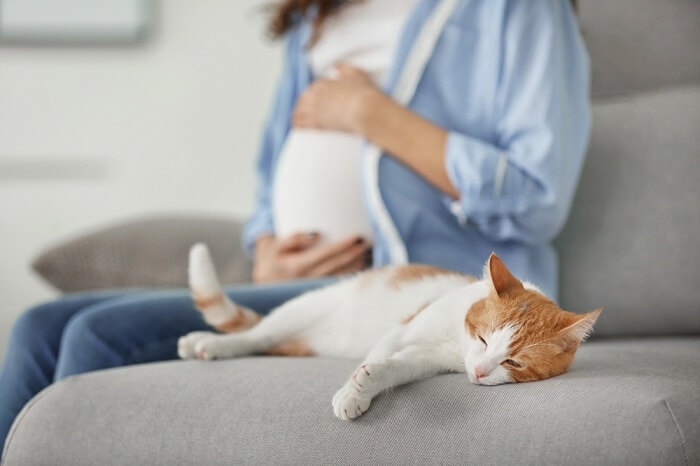 Schwangere Frau mit orange-weißer Katze auf einem grauen Sofa.