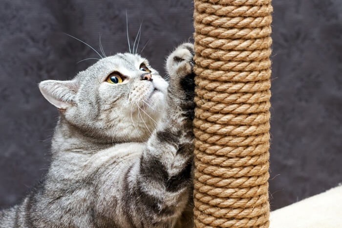 Katzenkratzbaum, der zur Bereicherung ihres Lebens als Katze konzipiert wurde