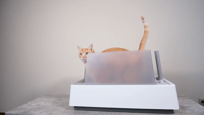 cat standing in litter box