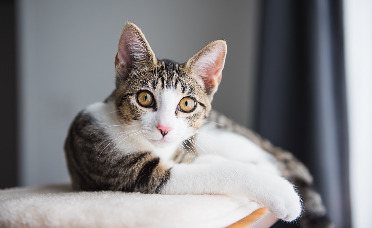 Bild, das eine Katze in einem Zustand völliger Entspannung zeigt.