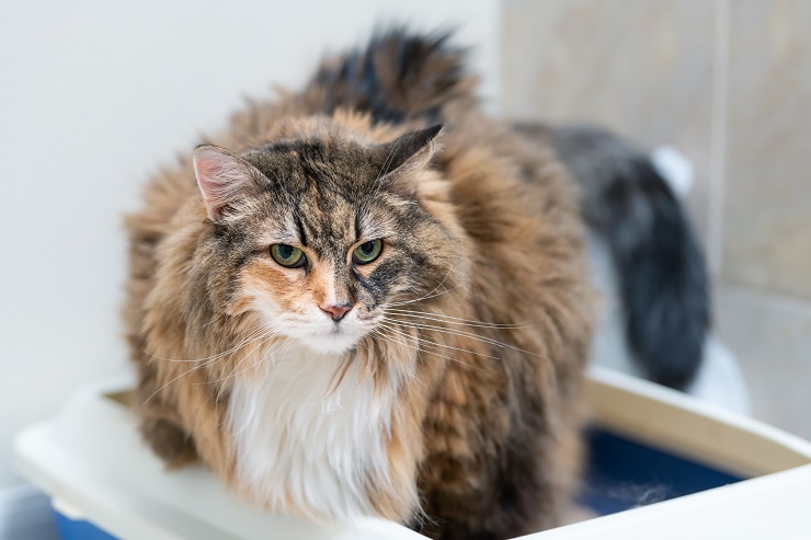 Katze sitzt in einer Katzentoilette