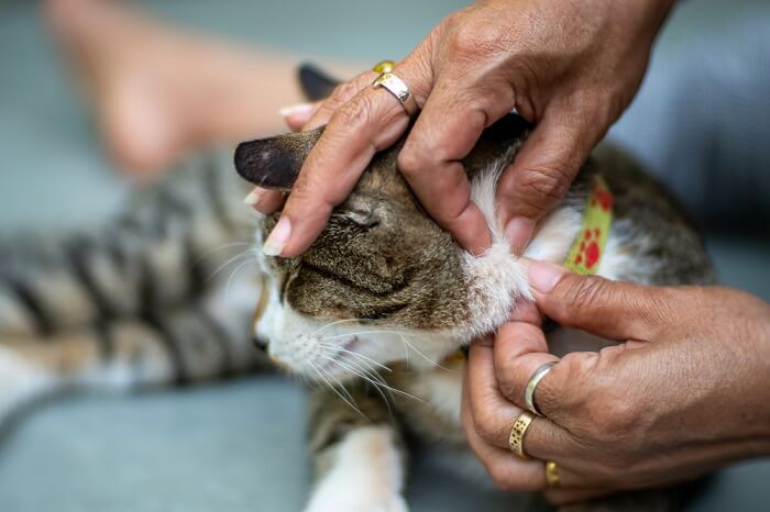 Nebenwirkungen von Comfortis für Katzen