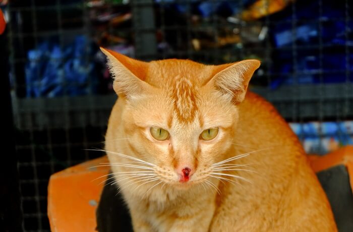 Ein Bild, das eine Katze mit Nasenbluten zeigt, was auf mögliche gesundheitliche Probleme hinweist