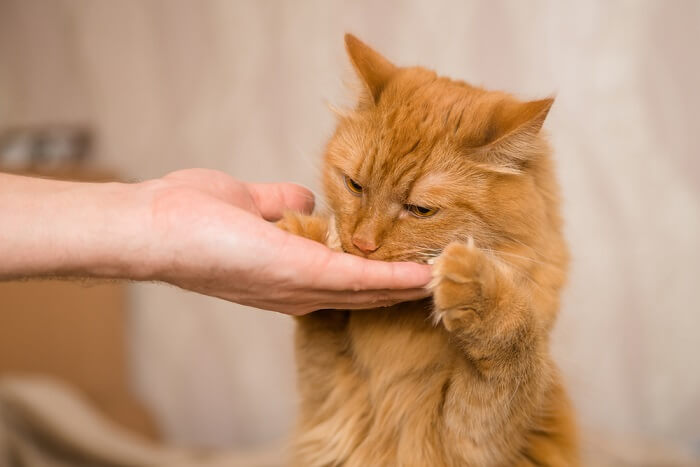 Bild mit Katzenleckerlis für das Training.