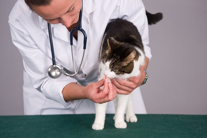 Katze mit Peitschenwürmern beim Tierarzt