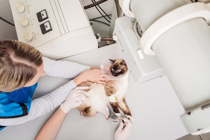 Katze wird für Röntgen vorbereitet