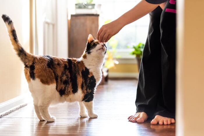 Einer Katze Leckerlis geben.