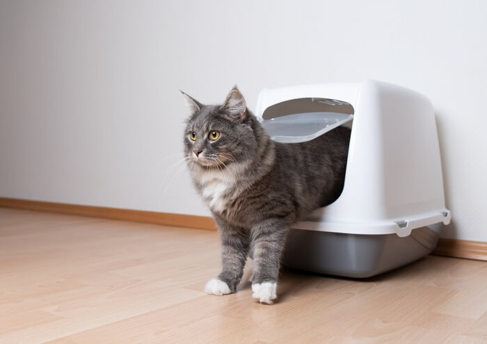 Katze kommt aus einer Katzentoilette