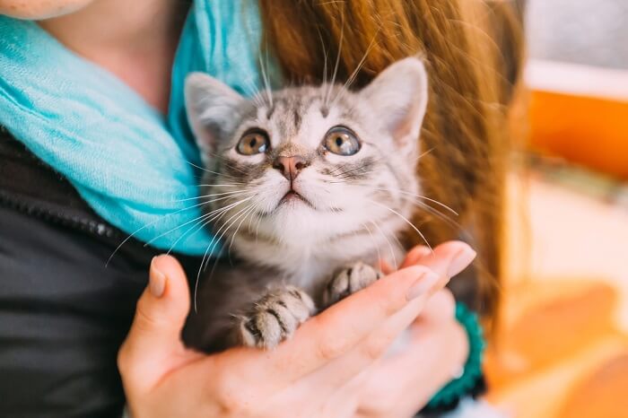 So bringen Sie Ihre Katze dazu, Sie zu lieben