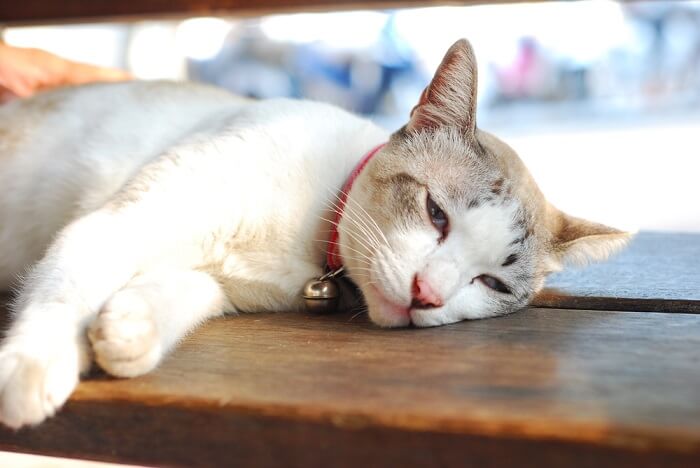 Ein Bild, das Katzen in einem lethargischen Zustand zeigt