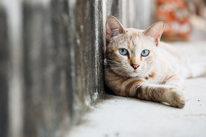 Streunende Katze liegt auf der Straße