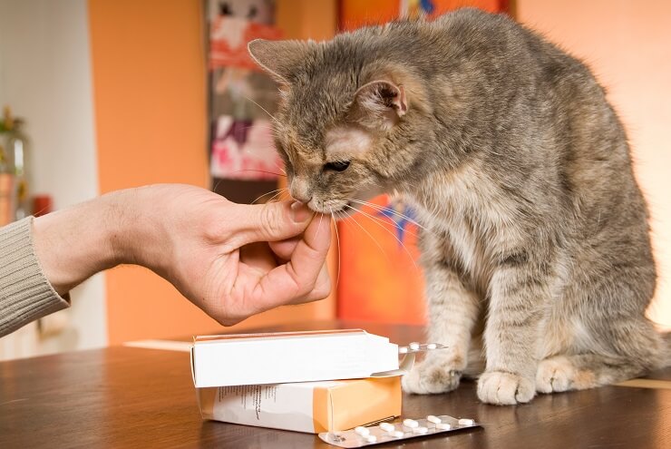 Tierbesitzer verabreicht seiner Katze ein Medikament