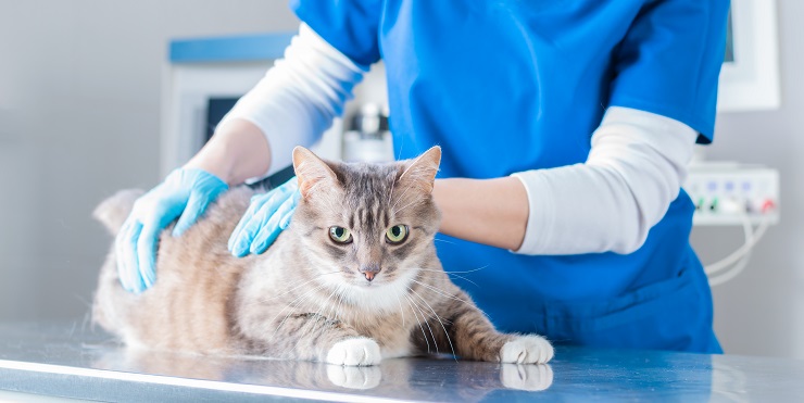 Katze wird von einem Tierarzt untersucht