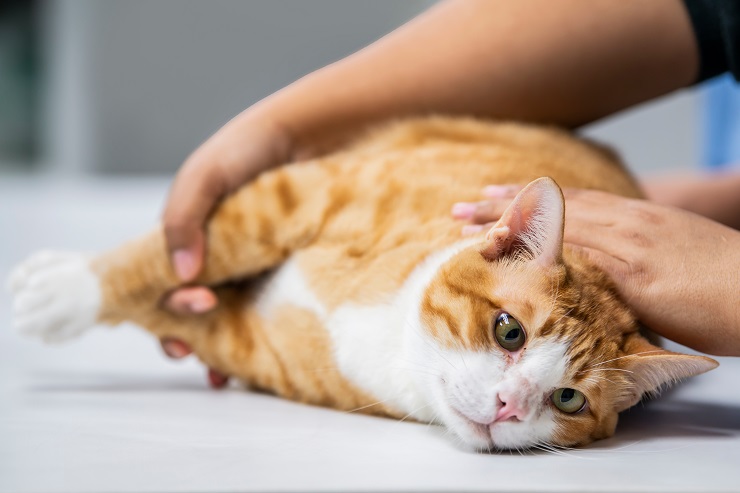 Tierarzt überprüft den Zustand einer Katze mit hämatischer Lipidose