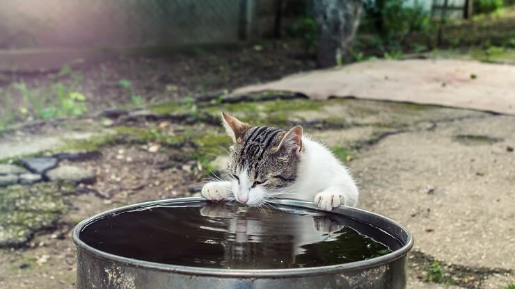 Katze trinkt Wasser aus einem Topf im Garten