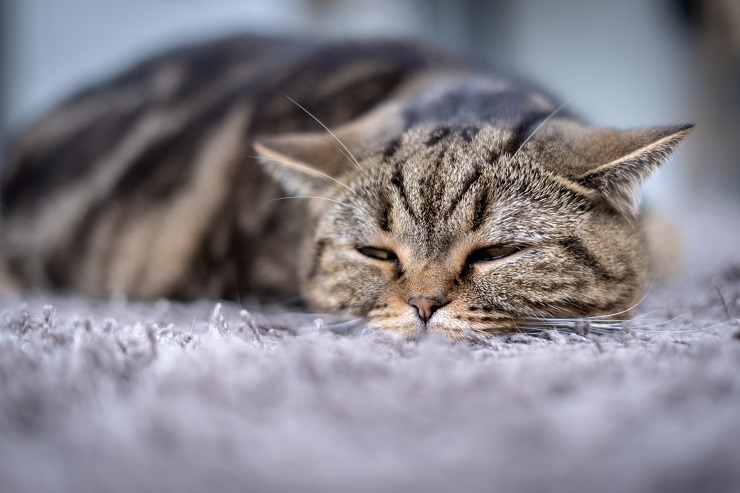 Bild einer kranken Katze, die Pflege braucht.