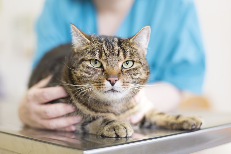 Bild, das einen Tierarzt zeigt, der während eines Tierarztbesuchs mit einer Hauskatze interagiert.