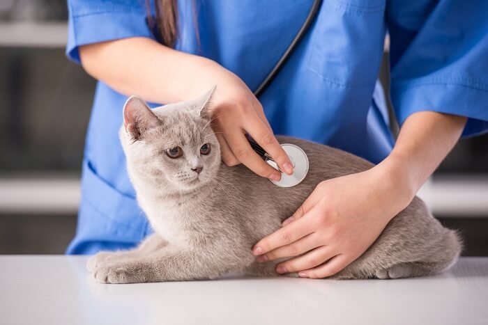 Katze erhält tierärztliche Versorgung durch einen fürsorglichen Tierarzt