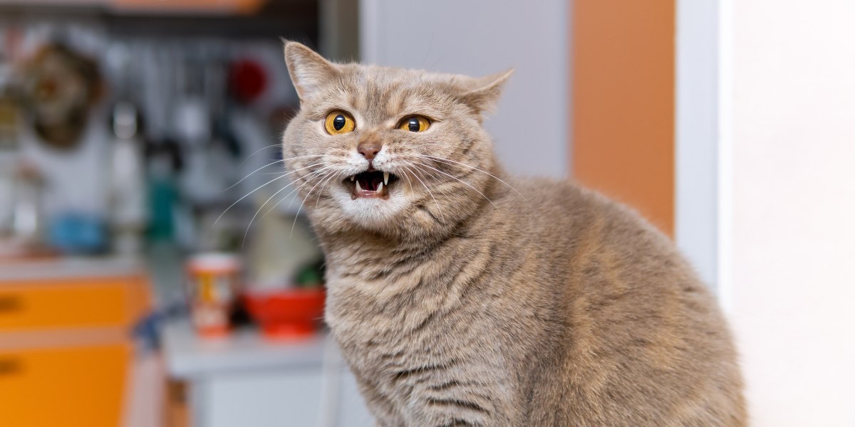 Eine Katze auf dem Bild mit heiserem Gesichtsausdruck