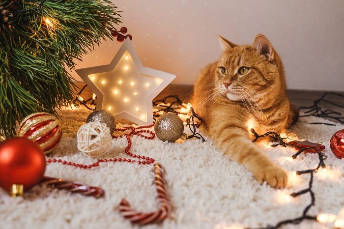 Eine schelmische Katze stiftet Chaos in der Nähe eines Weihnachtsbaums.