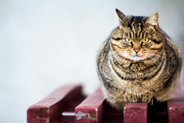 Eine übergewichtige oder fettleibige Katze verdeutlicht das Problem der Fettleibigkeit bei Katzen und die Bedeutung einer gesunden Ernährung.