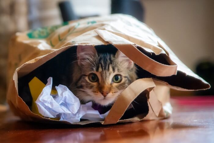 Katze versteckt sich in einer Einkaufstüte.