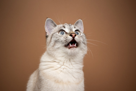 Was ist Katzengeplapper und warum machen Katzen das?