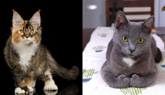 9 Dinge, die Sie wahrscheinlich nicht über polydaktyle Katzen wussten
