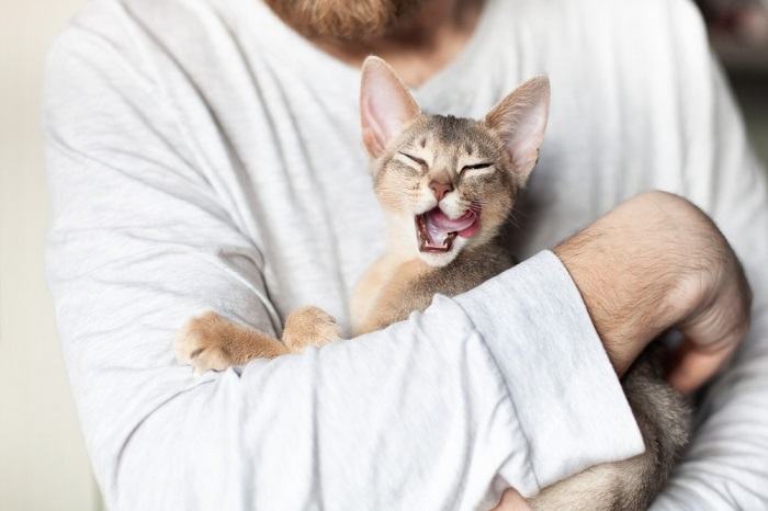 Bild, das die Zunge einer Katze zeigt und hervorhebt, wie ihr Zustand Aufschluss über die allgemeine Gesundheit und das Wohlbefinden der Katze geben kann.