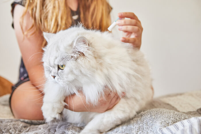 Besitzer wendet bei einer Katze ein Spot-on-Flohmittel an