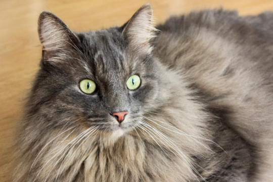 10 faszinierende Fakten über das Katzenhirn