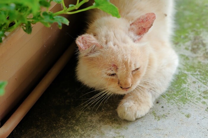 Katze mit Pilzbefall