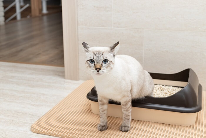 Katze in einer Katzentoilette