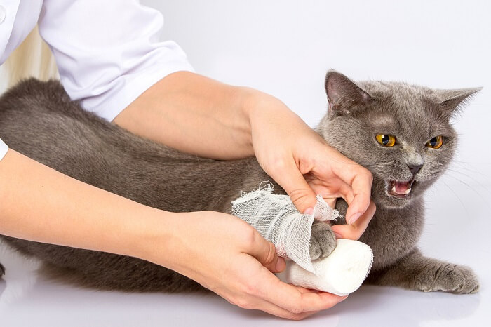 Das Bild zeigt eine Katze, die sichtlich körperlich unwohl ist und durch ihre Haltung und ihren Ausdruck Anzeichen von Schmerz zeigt. Möglicherweise benötigt sie dringend Aufmerksamkeit und Pflege.