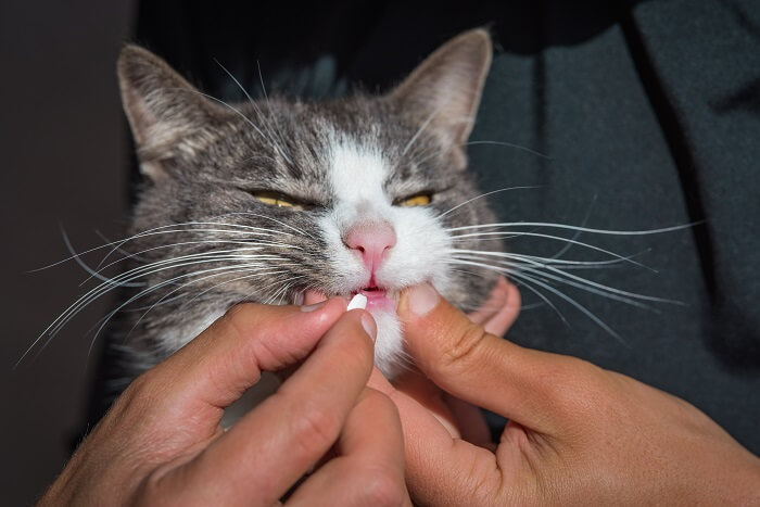 Person, die ihrer Katze ein Medikament verabreicht