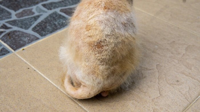 Ein Bild einer Katze mit einer Pilzinfektion der Haut. Das Bild zeigt fleckenweisen Haarausfall, Rötungen und schuppige Haut an den betroffenen Stellen und verdeutlicht so die Beschwerden und die medizinischen Bedenken hinsichtlich der Hautgesundheit der Katze.