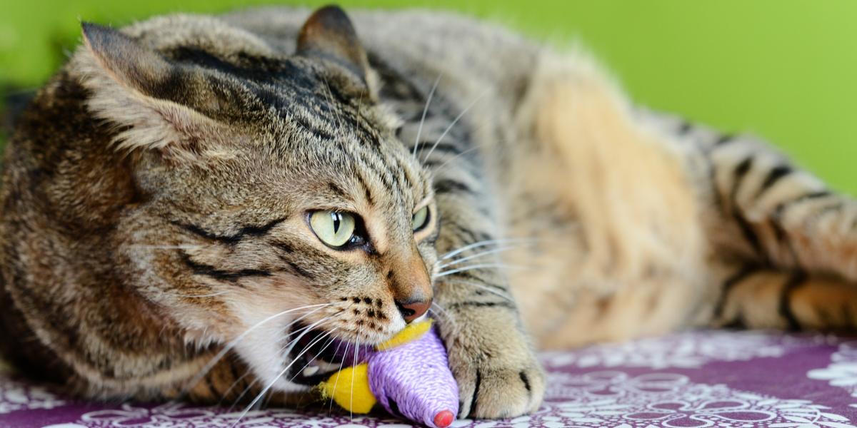 Das Bild zeigt eine Katze beim Saugverhalten, einem natürlichen Instinkt, der sich oft als beruhigende Handlung äußert und an die Zeit als Kätzchen erinnert.